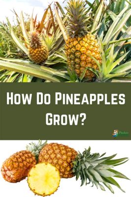 Which of the following revolutionized the video art scene? And why do pineapples make great actors?